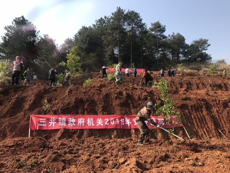 三井镇在大山铺村开展义务植树活动_乡镇动态_新田县人民政府