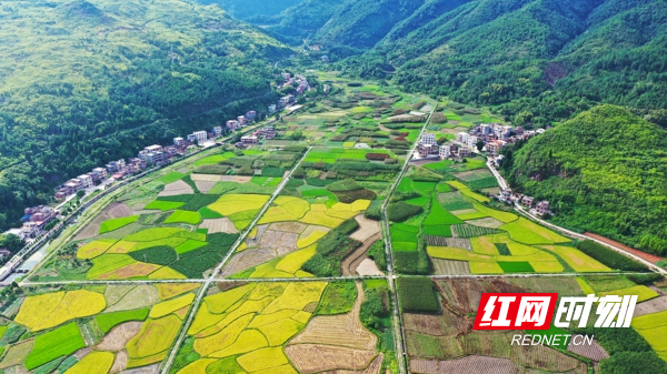 湖南新田:田园秋色(组图)_图片新闻_新田县农业农村局
