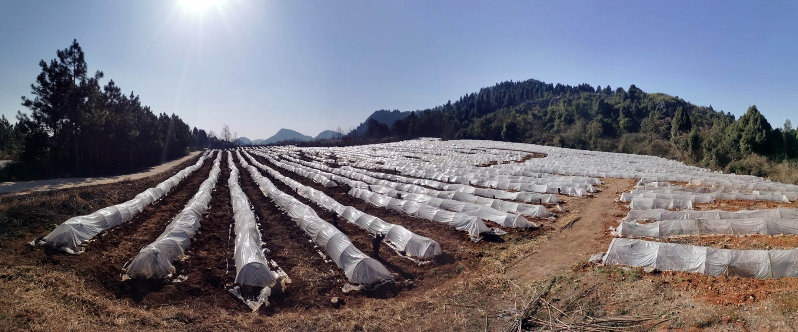 1月14日石羊镇石古寨村一片果园覆盖着薄膜,当地果农为了防止霜冻和