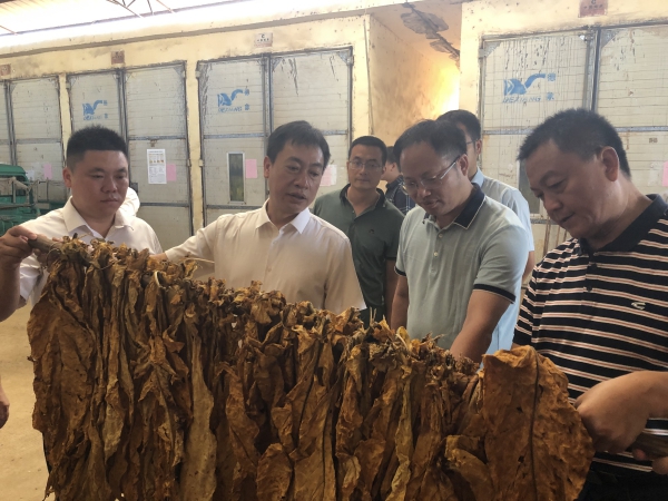 黄永英深入乡镇调研指导烤烟生产等工作